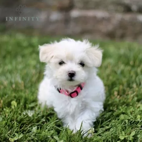 Maltese Terrier Sevimli Yavrular