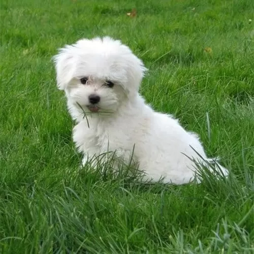 Maltese Terrier Sevimli Yavrular
