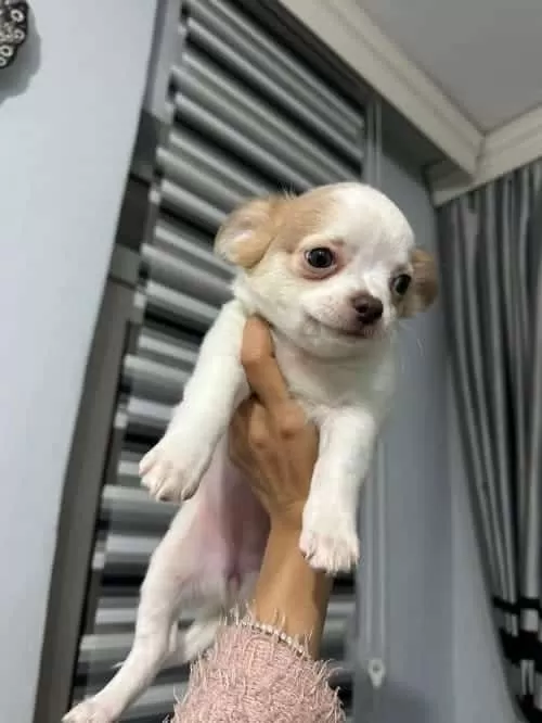 Chihuahua Bebeklerimiz