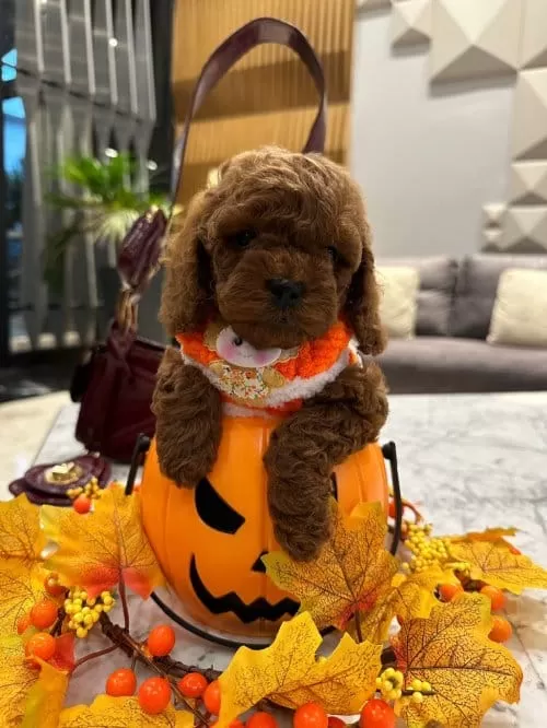 Masal Güzeli Secereli Micro Boy Toy Poodle Yavrusu