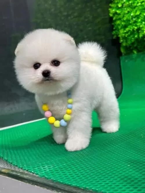 Kar Beyazı Teddy Face Boo