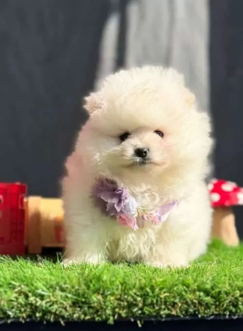 Irk Ve Sağlık Garantili Kusursuz Pomeranian Yavrular