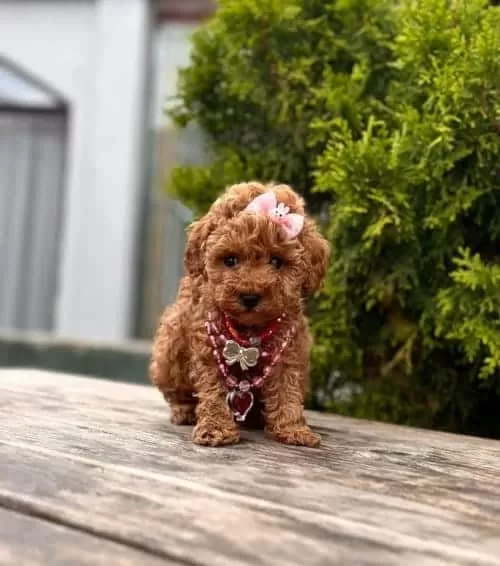 Sevimli Kore Orjinal Toy Poodle