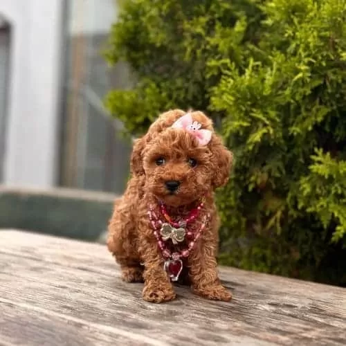 Sevimli Kore Orjinal Toy Poodle