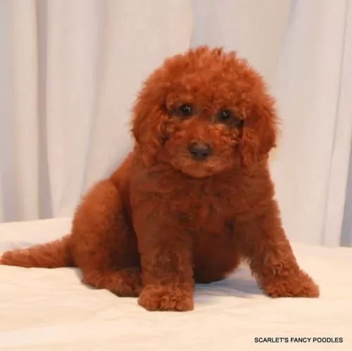Toy Poodle Cinsi Red Braw Yavrular