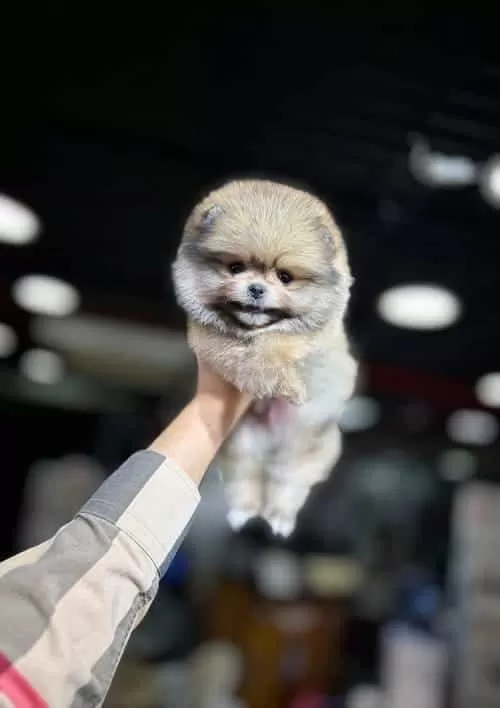 Veteriner Kontrolü Yapılmış Pomeranian Boo