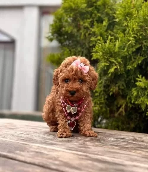 Sevimli Kore Orjinal Toy Poodle