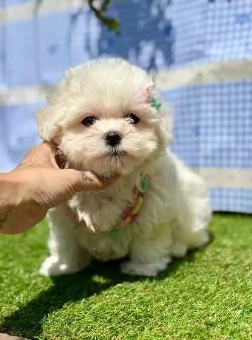 Kar Beyaz Maltese Mini Yavrular