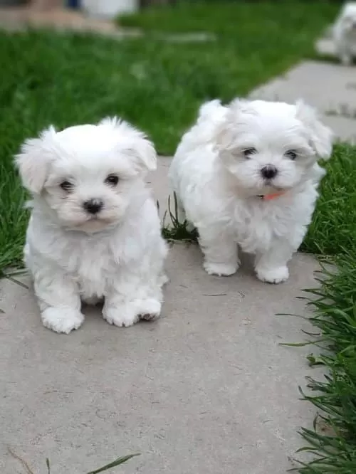 Maltese Terrier Sevimli Yavrular