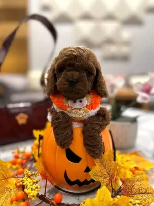 Masal Güzeli Secereli Micro Boy Toy Poodle Yavrusu