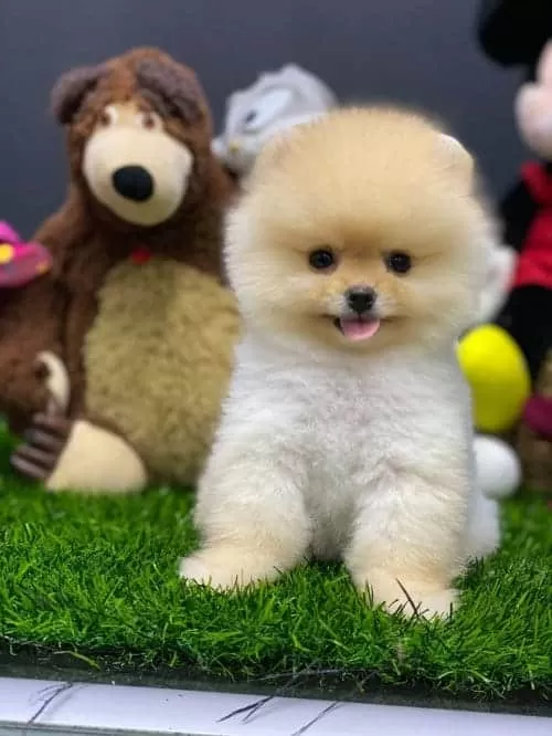 Ayıcık Surat Boo Teacup King