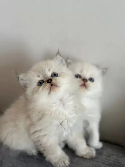 British Longhair Yavrular