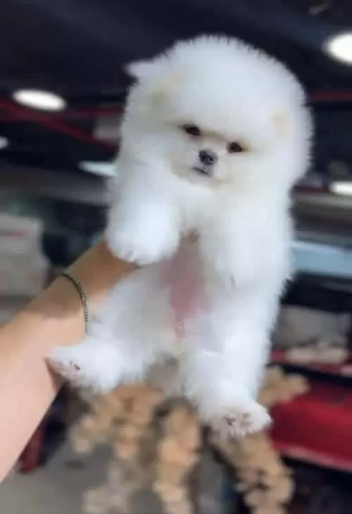 Orjinal Pomeranian Boo