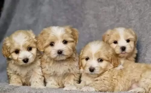 Maltipoo Cinsi Sevimli Yavrular 0 Numara 7780