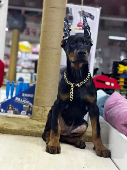 Üst Düzey Doberman Yavruları
