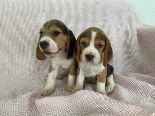 Minicik Beagle Yavruları