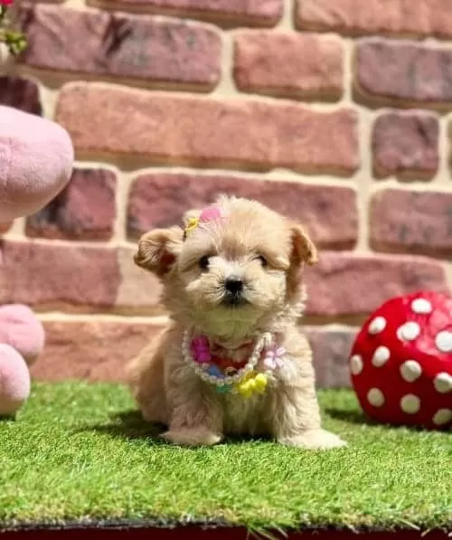 Veteriner Kontrollü Maltipoo Yavrular