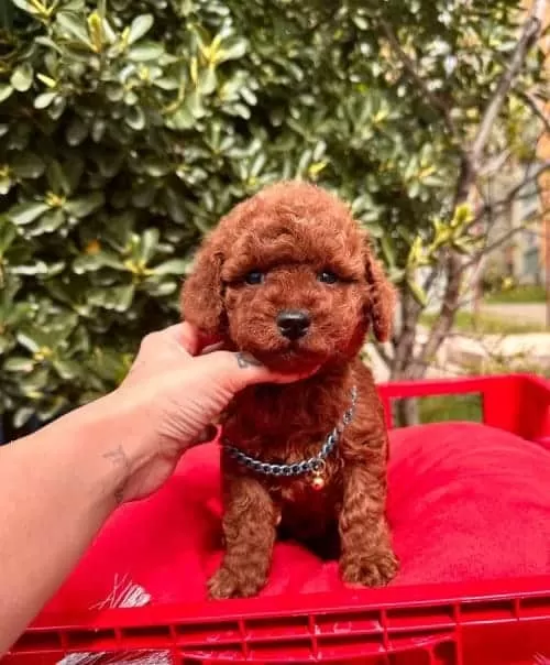 Büyümeyen Toy Poodle