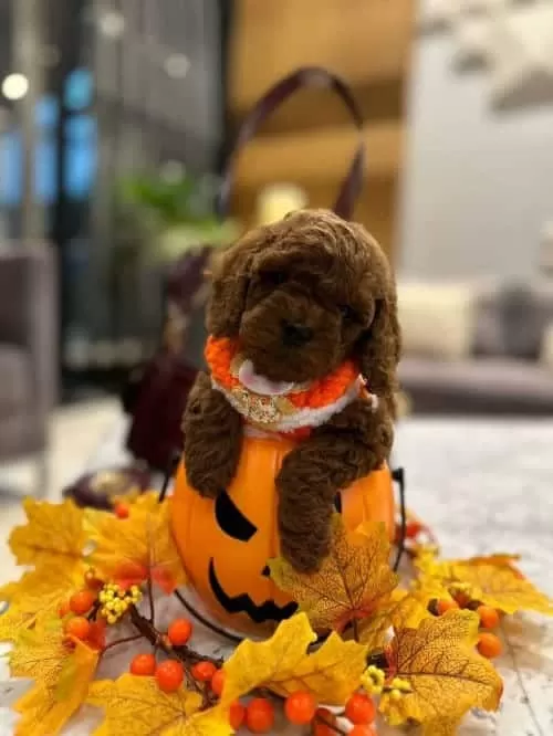 Masal Güzeli Secereli Micro Boy Toy Poodle Yavrusu