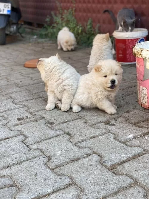 Chow Chow Yavruları Çin Aslanı