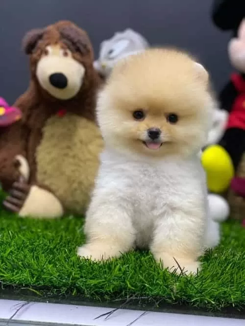 Ayıcık Surat Boo Teacup King