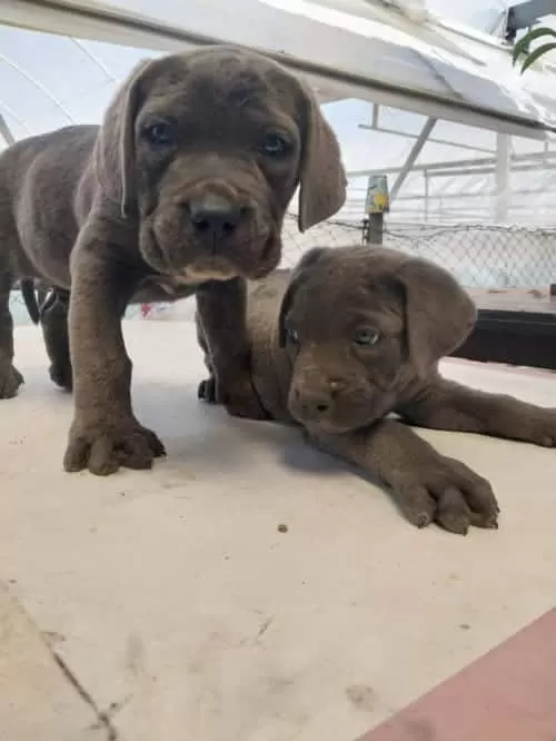 Cane Corso Yavruları