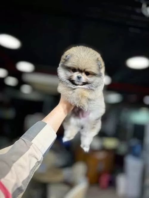 Veteriner Kontrolü Yapılmış Pomeranian Boo