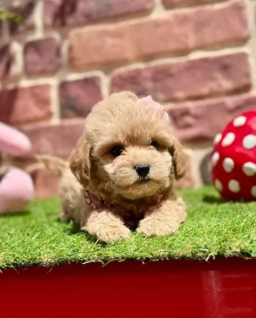 Alerji Dostu Tüy Sorunsuz Küçük Irk Maltipoo
