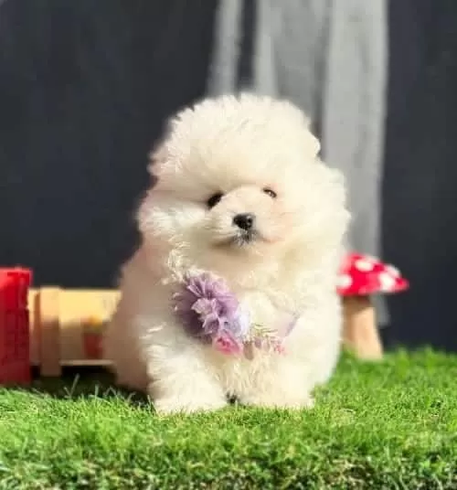 Irk Ve Sağlık Garantili Kusursuz Pomeranian Yavrular