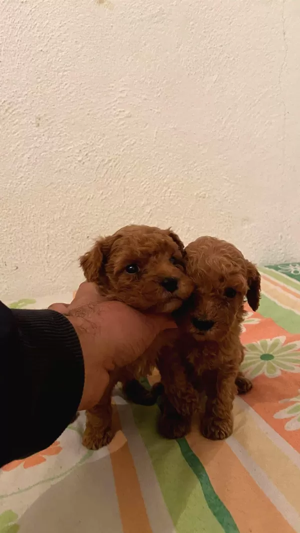 Toy Poodle Sevimli Safkan Yavrular