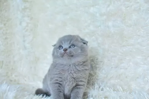 Muhteşem Top Kafa Gri Scottish Fold Yavrular