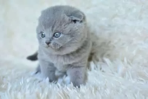 Muhteşem Top Kafa Gri Scottish Fold Yavrular