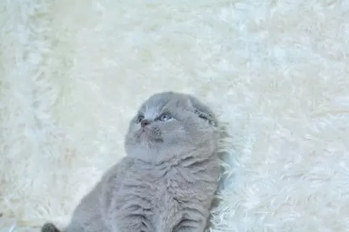 Muhteşem Top Kafa Gri Scottish Fold Yavrular