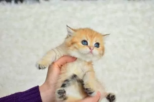 Şampiyonluk Güzelliğinde Ny11 Golden British Shorthair