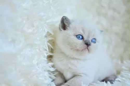 Muhteşem Blue Point British Shorthair