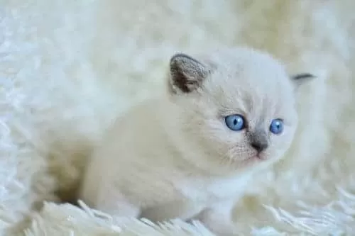 Muhteşem Blue Point British Shorthair