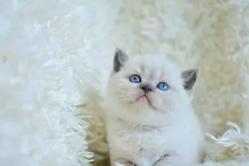 Muhteşem Blue Point British Shorthair
