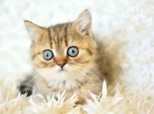 Koca Gözlü Ny24 British Shorthair