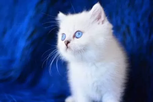 Üst Seviye Silver British Shorthair Yavrumuz Ns1133