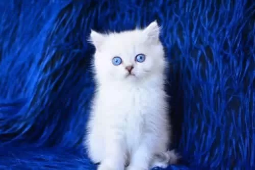 Üst Seviye Silver British Shorthair Yavrumuz Ns1133