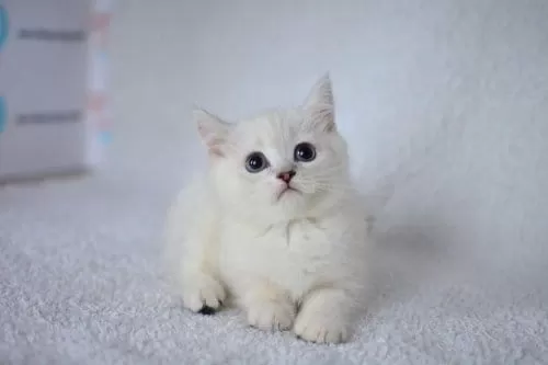Okyanus Gözlü Silver Point British Shorthair Yavrumuz
