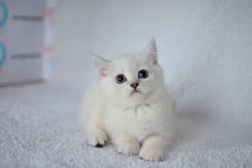 Okyanus Gözlü Silver Point British Shorthair Yavrumuz