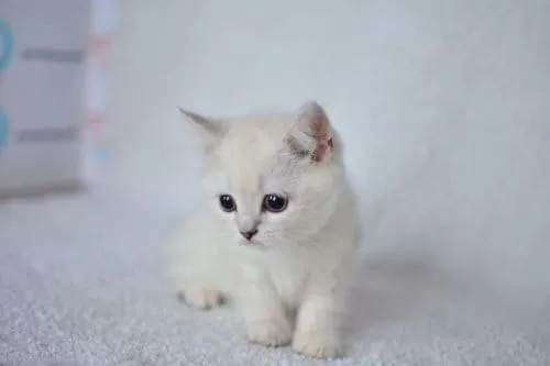 Okyanus Gözlü Silver Point British Shorthair Yavrumuz