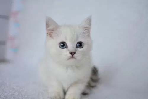 Okyanus Gözlü Silver Point British Shorthair Yavrumuz