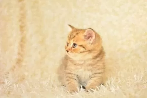 Golden Tabby Ny24 British Shorthair