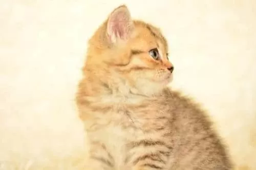 Golden Tabby Ny24 British Shorthair