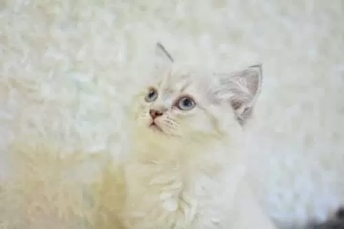 İngiliz Vaşak Lynx British Longhair