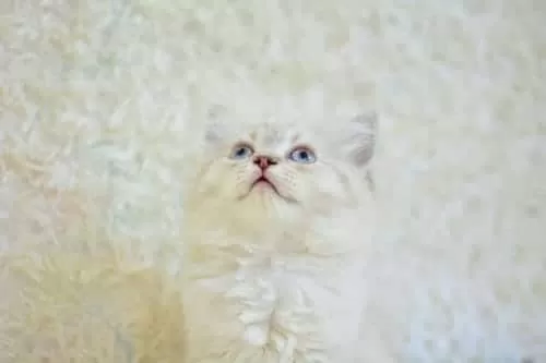 İngiliz Vaşak Lynx British Longhair