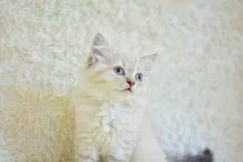 İngiliz Vaşak Lynx British Longhair
