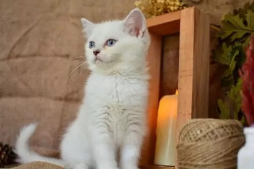 Pamuğumuz Mavi Göz Ns1133 British Shorthair